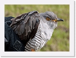 Jeris_06_2010-1020719_kaki Cuckoo * 3544 x 2582 * (3.98MB)